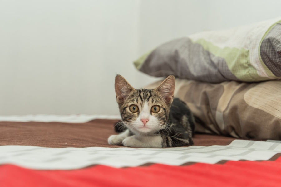 3 Bedroom Property for Sale in Gelvandale Eastern Cape